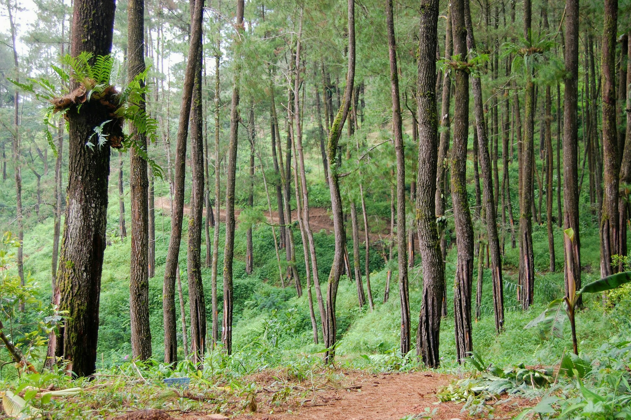 When Volunteering Makes a Lot of Economic Sense: The Notable Story of Voluntary Carbon Market (VCM) in Indonesia